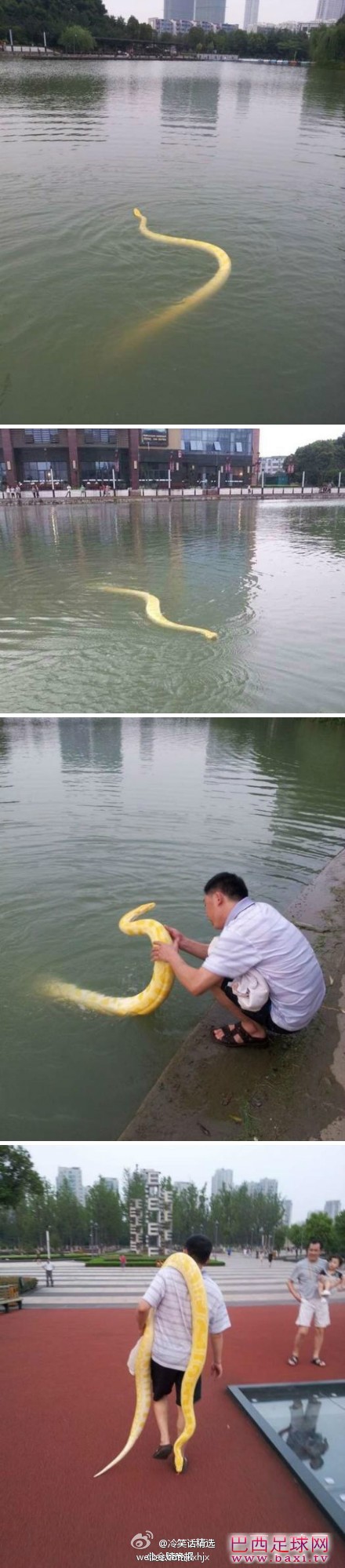 男子带宠物黄金蟒到公园人工湖游泳.jpg