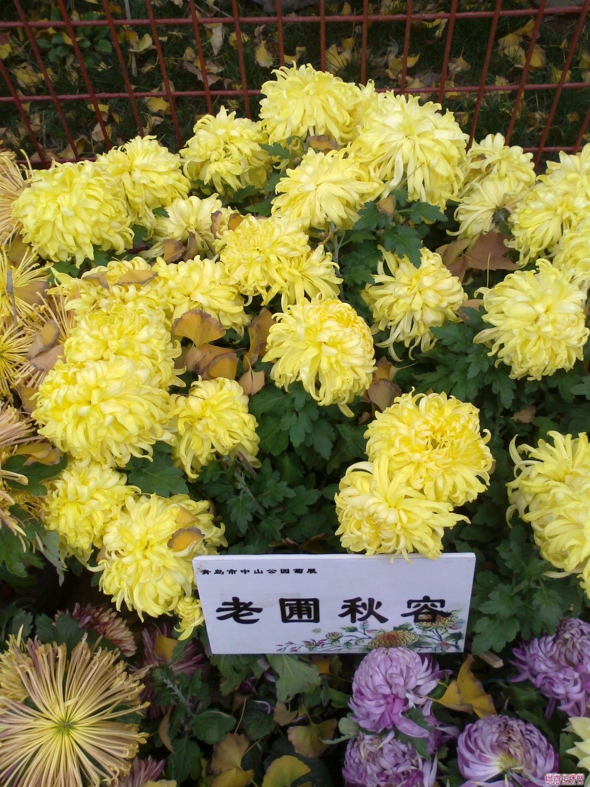 20111119115.jpg