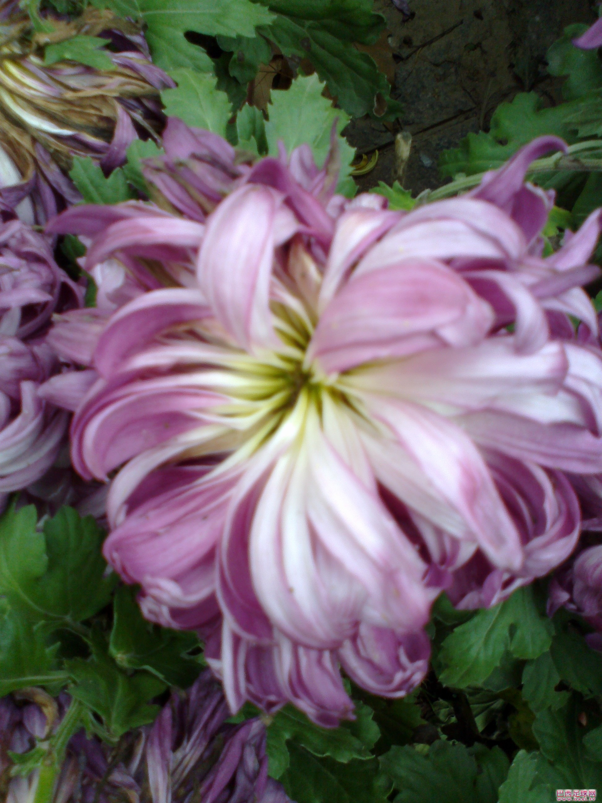 20111119113.jpg