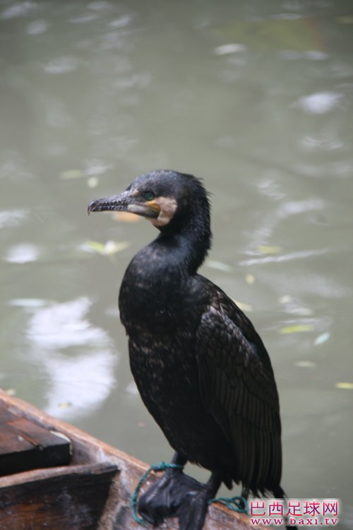 11318348_600.jpg