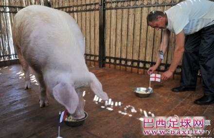 巫师猪.jpg