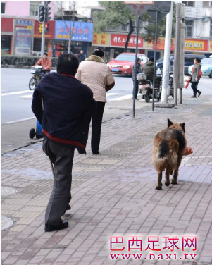 狗狗帮残疾主人提东西 叼2袋水果追随主人1.png