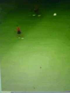 5.gif